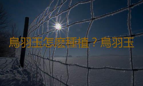 烏羽玉怎麽種植？烏羽玉的簡介