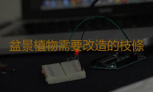 盆景植物需要改造的枝條有哪些