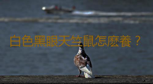 白色黑眼天竺鼠怎麽養？白色黑眼天竺鼠的飼養環境