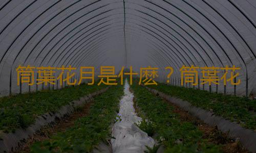 筒葉花月是什麽？筒葉花月的養護方法