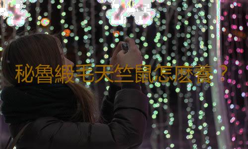 秘魯緞毛天竺鼠怎麽養？秘魯緞毛天竺鼠生活環境