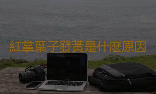 紅掌葉子發黃是什麽原因？紅掌的養殖方法