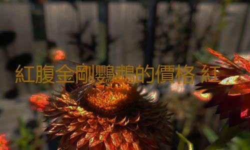 紅腹金剛鸚鵡的價格 紅腹金剛鸚鵡的飼養方法