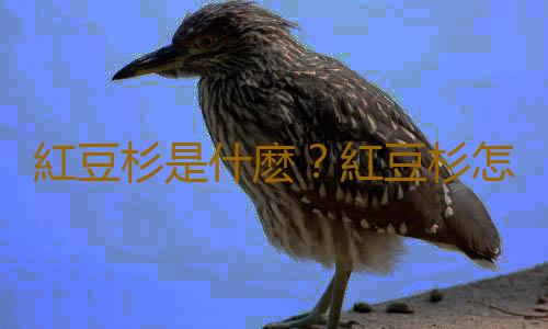 紅豆杉是什麽？紅豆杉怎麽養殖？