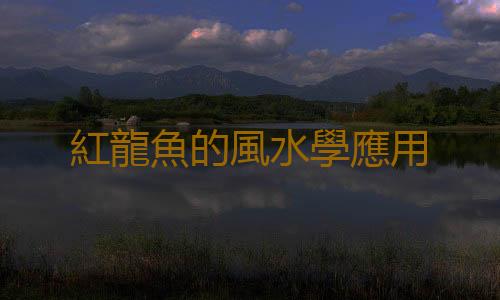 紅龍魚的風水學應用