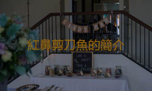 紅鼻剪刀魚的簡介