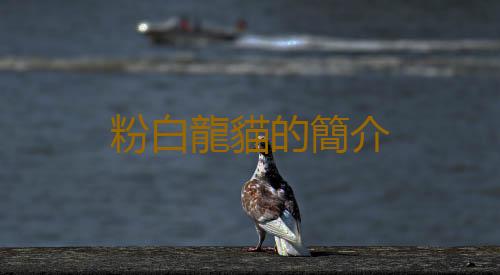粉白龍貓的簡介