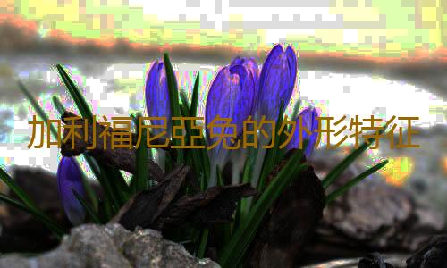 加利福尼亞兔的外形特征有哪些？