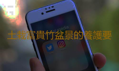 土栽富貴竹盆景的養護要點
