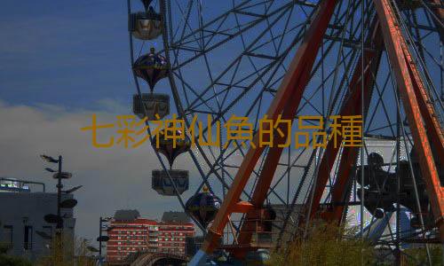 七彩神仙魚的品種