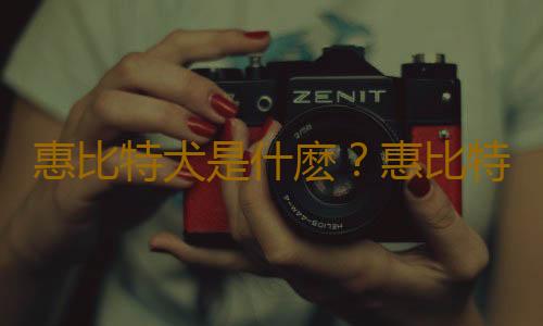 惠比特犬是什麽？惠比特犬怎麽養？