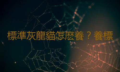 標準灰龍貓怎麽養？養標準灰龍貓的方法