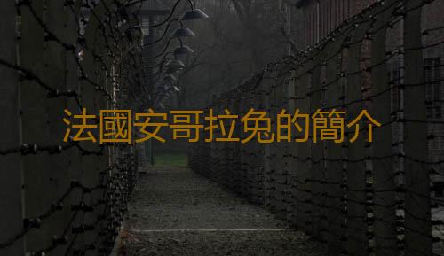 法國安哥拉兔的簡介