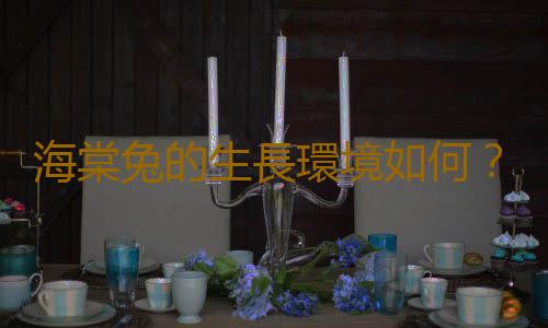 海棠兔的生長環境如何？