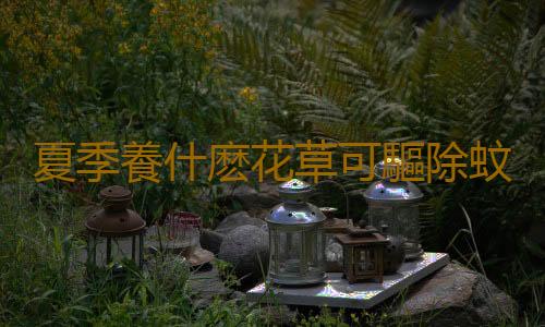 夏季養什麽花草可驅除蚊蟲