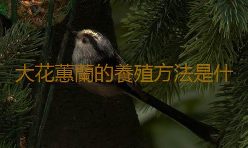 大花蕙蘭的養殖方法是什麽？