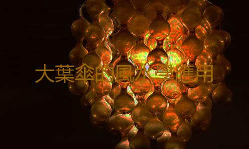 大葉傘的風水學應用
