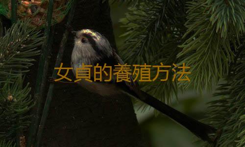 女貞的養殖方法