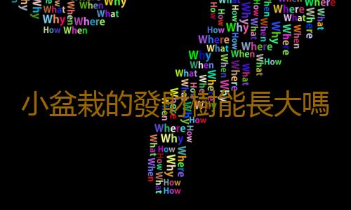 小盆栽的發財樹能長大嗎 發財樹小盆栽怎麽養