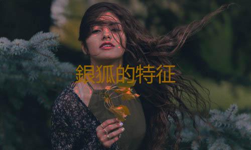 銀狐的特征