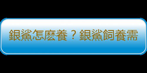 銀鯊怎麽養？銀鯊飼養需要注意什麽？