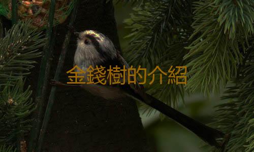 金錢樹的介紹