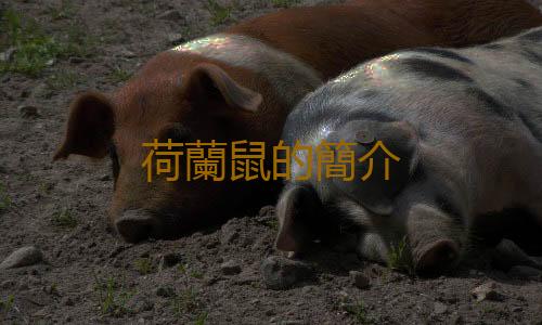 荷蘭鼠的簡介
