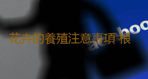 花卉的養殖注意事項 根據家居風水不同養殖不同的花卉