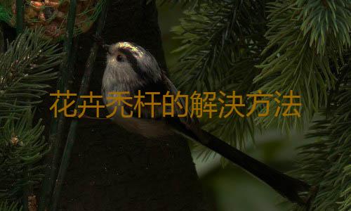花卉禿杆的解決方法