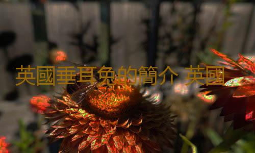 英國垂耳兔的簡介 英國垂耳兔是怎樣的？