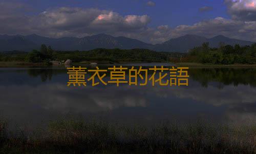 薰衣草的花語
