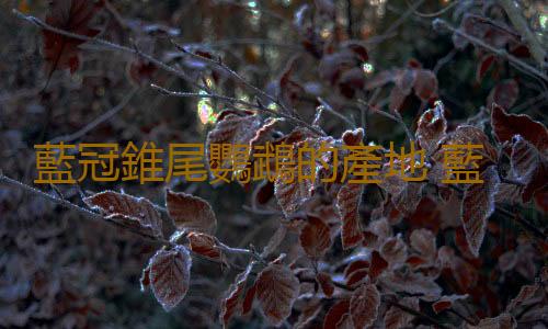 藍冠錐尾鸚鵡的產地 藍冠錐尾鸚鵡的簡介