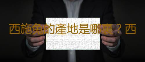 西施兔的產地是哪裏？西施兔的兔籠怎麽設計？