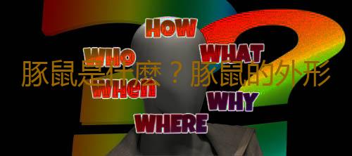 豚鼠是什麽？豚鼠的外形特征