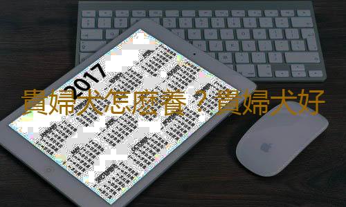 貴婦犬怎麽養？貴婦犬好訓練嗎？