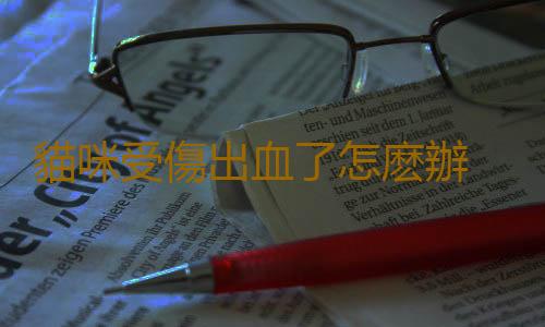 貓咪受傷出血了怎麽辦 貓咪急救措施大全
