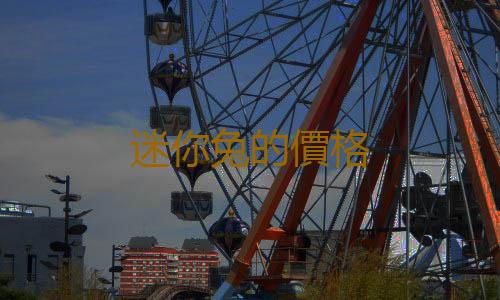 迷你兔的價格