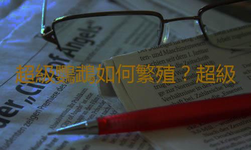 超級鸚鵡如何繁殖？超級鸚鵡的飼養方法