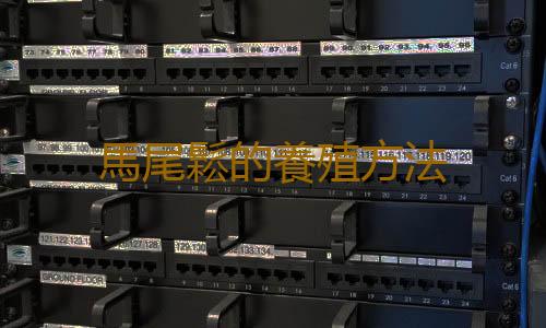 馬尾鬆的養殖方法