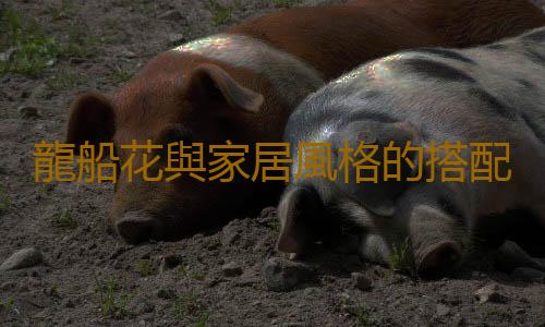 龍船花與家居風格的搭配