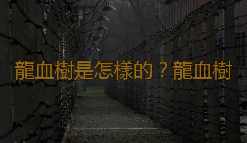 龍血樹是怎樣的？龍血樹的作用