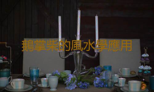 鵝掌柴的風水學應用