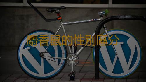 麝香鼠的性別區分