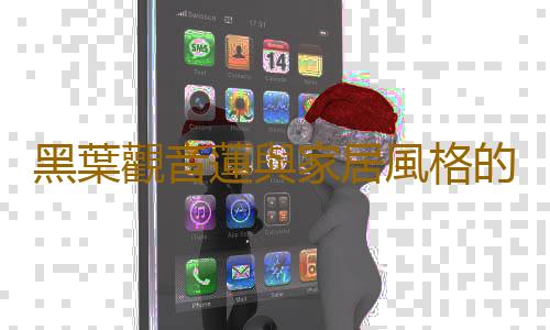 黑葉觀音蓮與家居風格的搭配